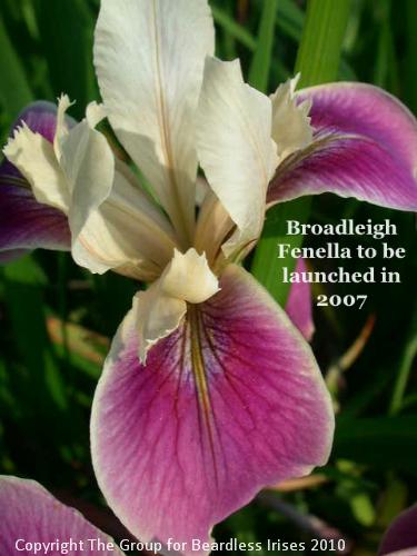 Broadleigh Fenella - photo courtesy of Lady Skelmersdale